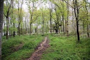 una vista della campagna vicino a hanmer nel Galles del nord foto