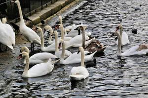 un primo piano di un cigno reale a londra foto