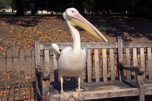 un primo piano di un pellicano a londra foto