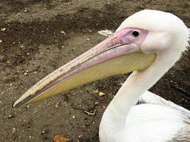 un primo piano di un pellicano a londra foto