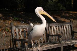 un primo piano di un pellicano a londra foto