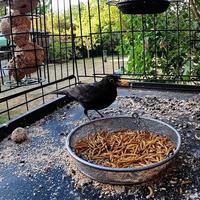 un primo piano di un merlo in giardino foto