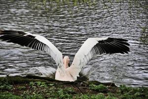 un primo piano di un pellicano a londra foto