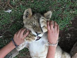 giocando con un cucciolo di leone in una riserva naturale in Sud Africa foto