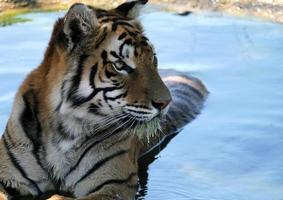 tigre in uno stagno che fissa al suo fianco foto