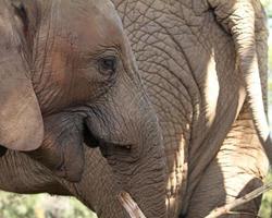 giovane elefante accanto a sua madre nel parco nazionale sudafricano foto