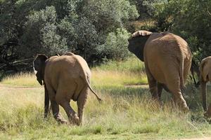 giovane elefante accanto a sua madre nel parco nazionale sudafricano foto