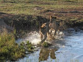 due giovani leoni che corrono attraverso le acque poco profonde di uno stagno in una riserva faunistica sudafricana foto
