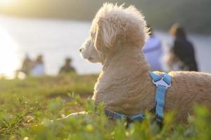 ritratto di cagnolino in riva al mare durante il tramonto. foto