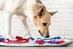 simpatico cane di razza mista che gioca con un tappeto lavabile da fiuto per nascondere le prelibatezze essiccate per il naso. giochi intellettuali con animali domestici foto