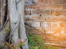 muro di mattoni con radici di albero con effetto luce solare foto