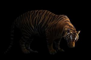 tigre del Bengala su sfondo scuro foto