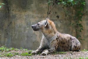 la iena maculata allo zoo foto