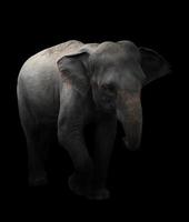elefante asiatico in piedi su sfondo scuro foto