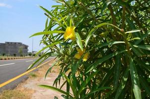 sfondo verde foglia carta da parati lato strada foto