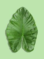 bon foglie su uno sfondo verde utilizzato per l'illustrazione foto