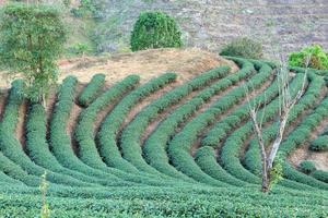 fattoria del tè verde foto