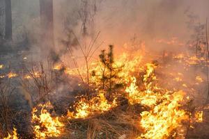 incendi boschivi in pineta foto