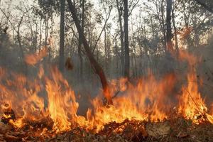 distrutto bruciando la foresta tropicale, la Tailandia foto