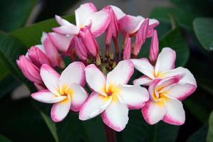 fiore tropicale del frangipane della stazione termale, plumeria rosa foto