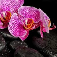 splendida cornice spa di fioritura ramoscello spogliato orchidea viola