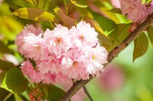 ciliegio giapponese in primavera
