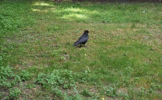 scienziato corvo. nome corvus uccello animale foto