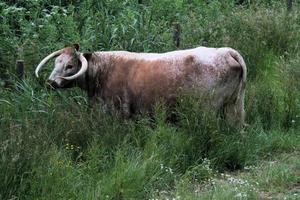 una vista di una mucca in un campo vicino a slimbridge nel Gloucestershire foto