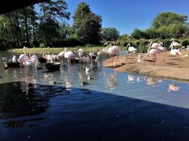 una vista di un fenicottero nella riserva naturale di slimbridge foto