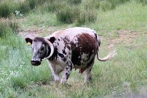 una vista di una mucca in un campo vicino a slimbridge nel Gloucestershire foto