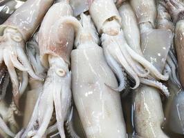 mucchio di calamari freschi foto