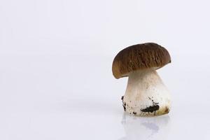 porcini, foresta, selvatico, funghi, boletus edulis, su sfondo bianco. copia spazio. foto