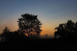 un pittoresco paesaggio autunnale, un albero solitario sullo sfondo di un'alba nebbiosa, sulla sponda del fiume. foto