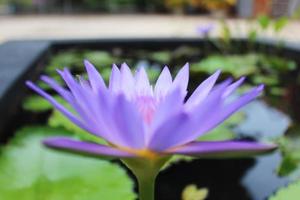 colpo laterale di petali di loto viola su uno sfondo di stagno sfocato foto