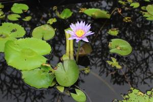 bellissimo fiore di loto con petali viola con foglie larghe verdi foto