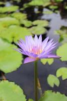 fiore di loto fiorisce con petali viola chiaro su uno stagno foto