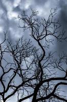 silhouette albero morto sul cielo scuro drammatico e nuvole bianche sullo sfondo per la morte e la pace. sfondo del giorno di halloween. disperazione e concetto senza speranza. triste di natura. morte e sfondo di emozioni tristi. foto