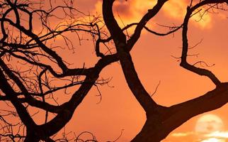 silhouette albero spoglio e cielo al tramonto. albero morto su sfondo dorato del cielo al tramonto. scena pacifica e tranquilla. bellissimo motivo a rami. bellezza nella natura. terra di siccità in estate. cielo serale. foto