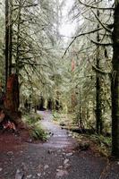 sentiero nel bosco foto