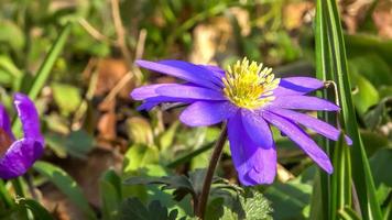 fiori di anemone viola che si muovono lentamente nel vento con uno sfondo a fuoco morbido. foto