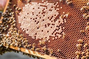 cornice con miele e api