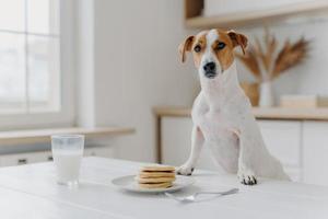 jack russell terrier tiene entrambe le zampe sul tavolo con frittelle, bicchiere di latte, posa sullo sfondo della cucina. cibo delizioso. cane di razza in appartamento moderno foto
