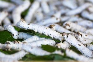 baco da seta che mangia foglia verde gelso foto