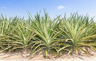 campo di piantagione di ananas foto