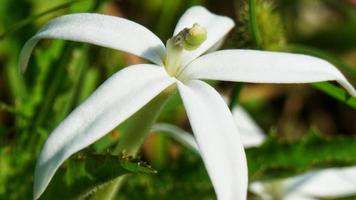 primo piano di fiori di campo bianchi foto