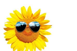 girasole divertente con occhiali da sole su sfondo bianco foto