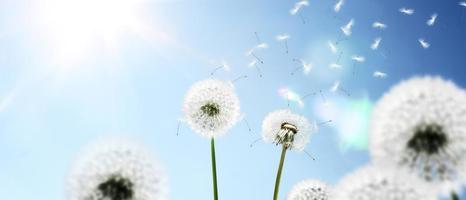 fiore di tarassaco con piume volanti sul cielo blu. foto