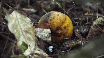 arancia marcia e in decomposizione caduta nel bosco a terra. foto