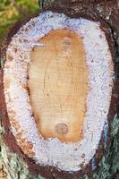 tronco di pino tagliato con resina