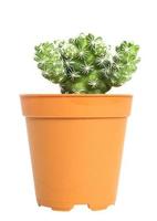 piccolo vaso di cactus isolato su bianco foto